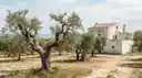 Cover image for: Puglia Olive Oil Tasting: Insider Guide to Hidden Masserie
