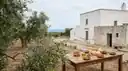 Cover image for: Puglia Olive Oil Tasting: Top Frantoio Tours & Tips
